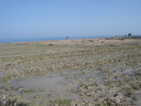 Viagem, Baucau - Laga; @2012